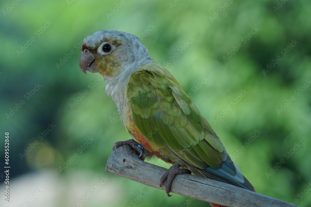 Fototapeta premium pearly parakeet