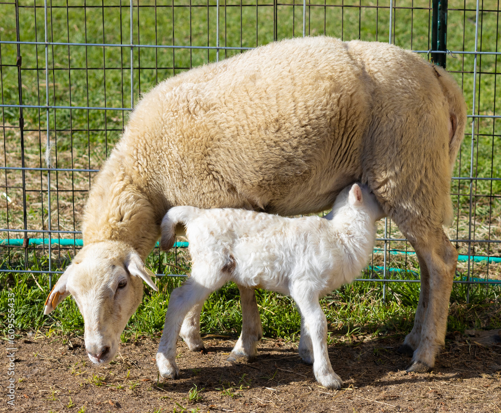 Fototapeta premium Sheep ewe nursing a young lamb