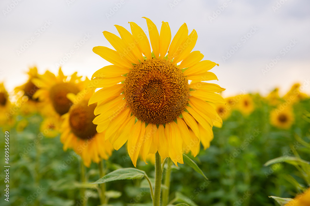 A large blooming yellow sunflower in the field A large blooming yellow sunflower in the field