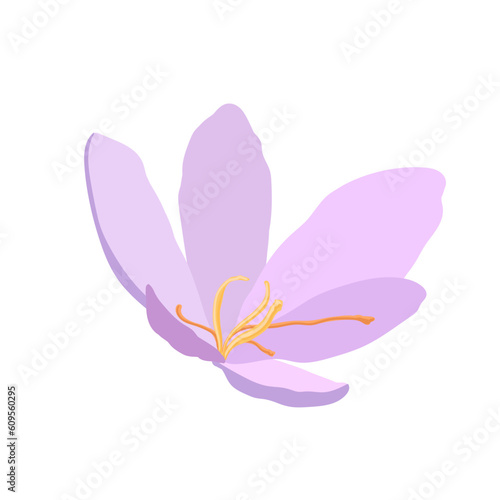 Collection of crocuses and saffrons. A set of spring purple, yellow and white crocuses. Vector illustration of beautiful multicolored flowers