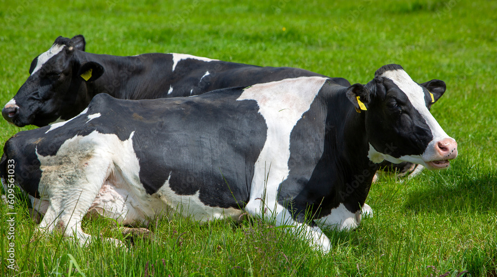 black and white spotted cows recline in grass of meadow in the netherlands black and white spotted cows recline in grass of meadow in the netherlands