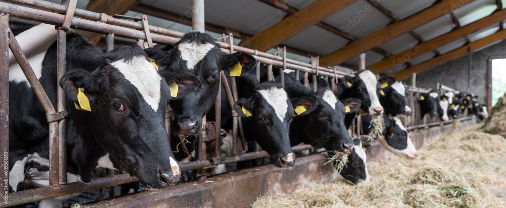 black and white spotted cows feed on hay inside dutch farm in holland