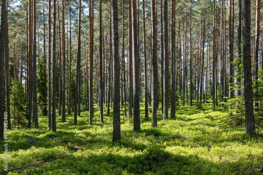 Background pine forest with green lush bluberry grass Background pine forest with green lush bluberry grass