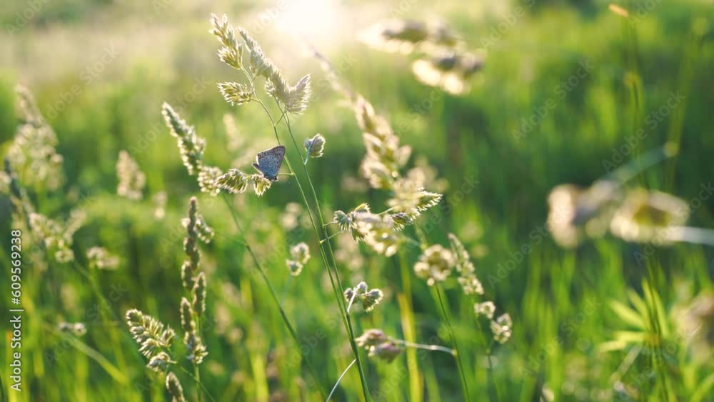 Beautiful field grass and holly blue small butterfly sitting on them in sunset light, Ukraine. High quality 4k footage Beautiful field grass and holly blue small butterfly sitting on them in sunset light, Ukraine. High quality 4k footage