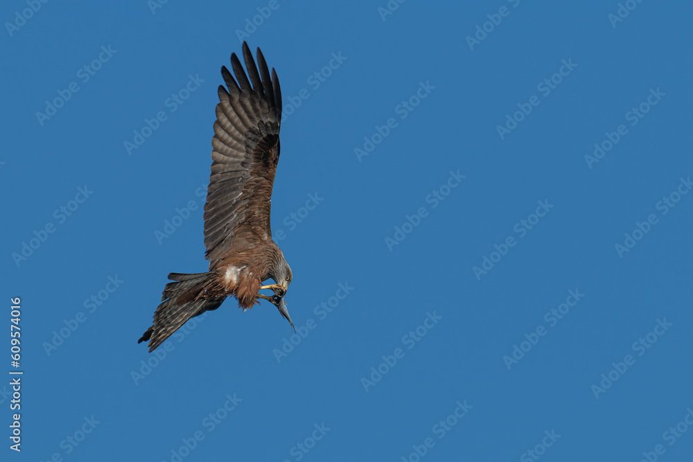 Obraz premium Flugbild vom Roten Milan