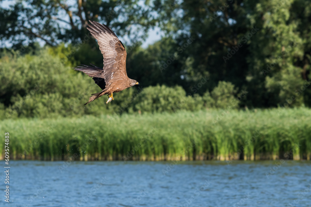 Fototapeta premium Roter Milan