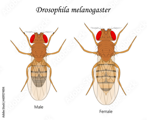 Fruit flies (Drosophila melanogaster), male and female.
