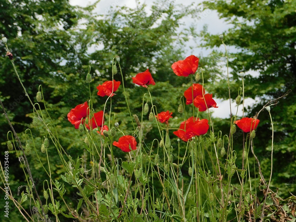 Red poppies, or Papaver rhoeas, in a park in northern Greece
