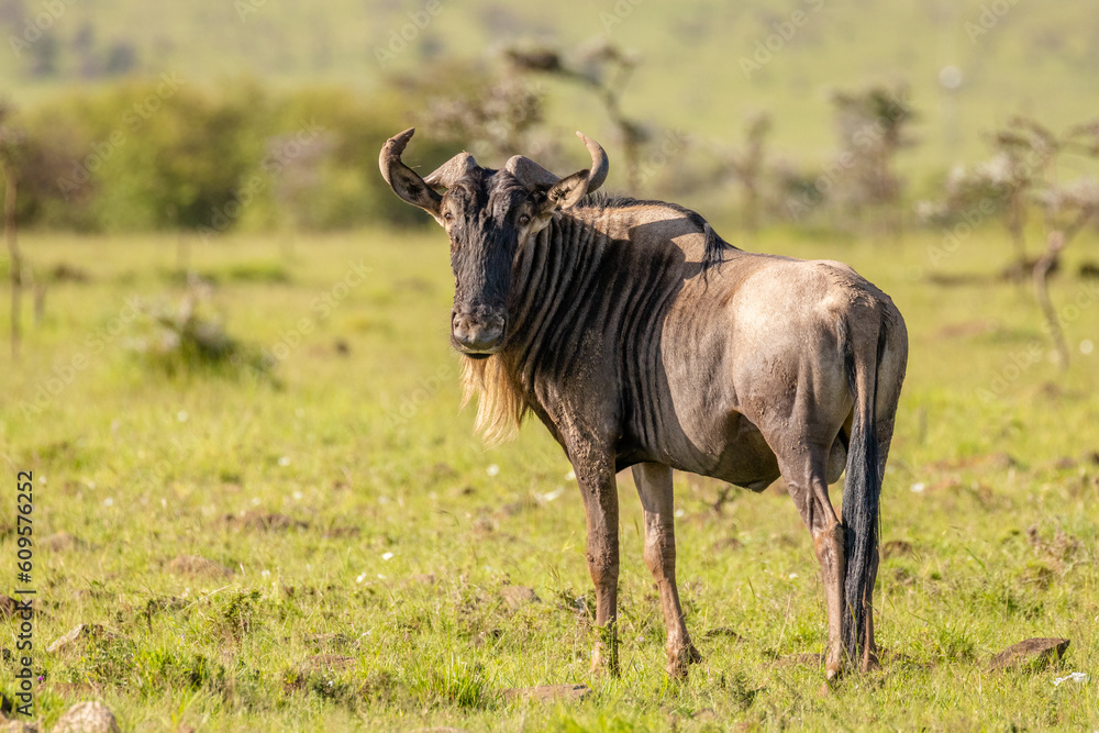 Naklejka premium A blue wildebeest (Connochaetes taurinus) looking at the camera, Mara Naboisho Conservancy, Kenya.