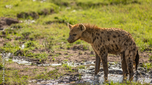 A spotted hyena  Crocuta crocuta  peeing  Mara Naboisho Conservancy  Kenya.