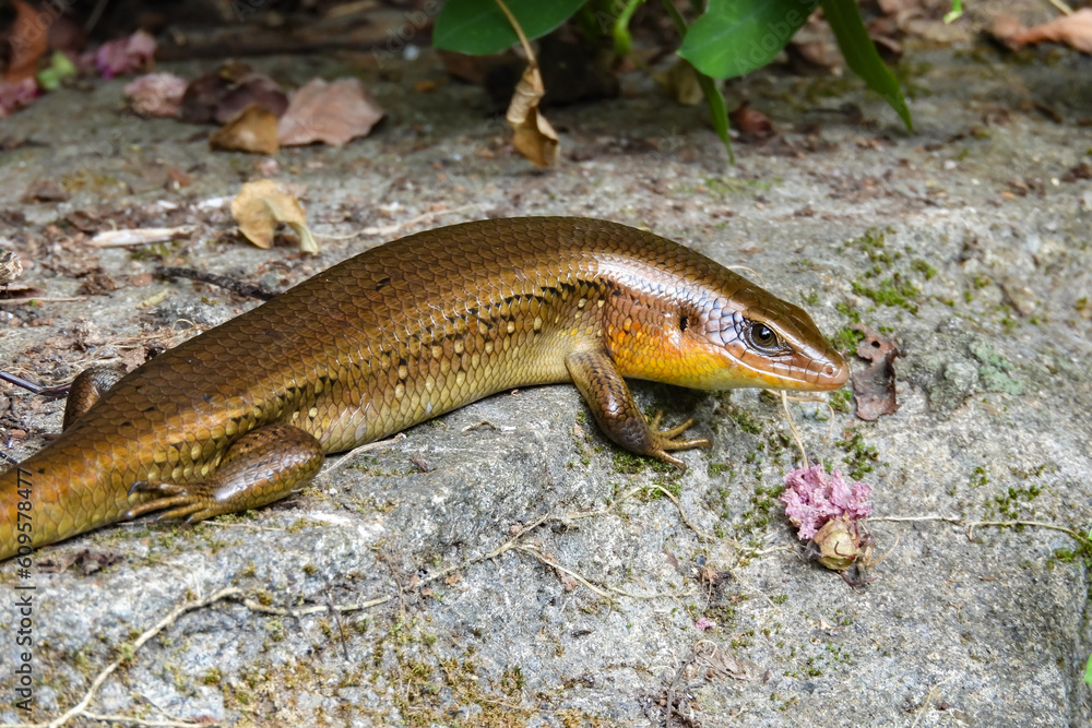 Naklejka premium Lizards are a group of scaly reptiles with four legs