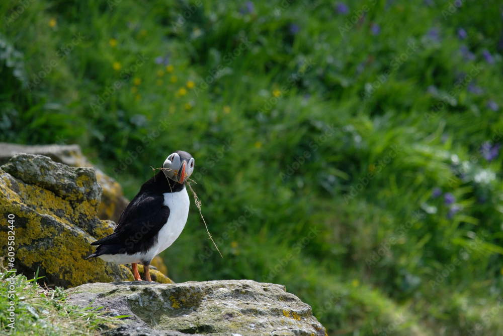 Obraz premium Puffin stretching and fanning its wings on a puffin island with straw in its bill building a nest underground