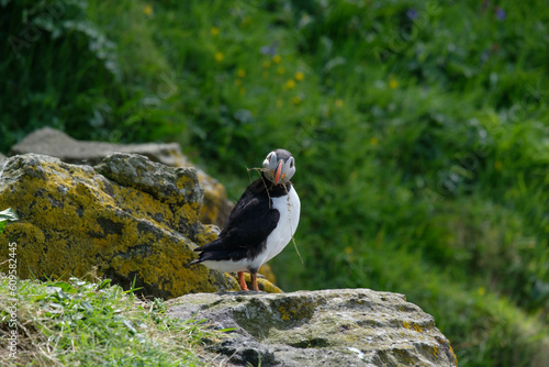 Puffin stretching and fanning its wings on a puffin island with straw in its bill building a nest underground © Andrew