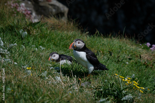 A pair of puffins cuddling and pruning each other © Andrew