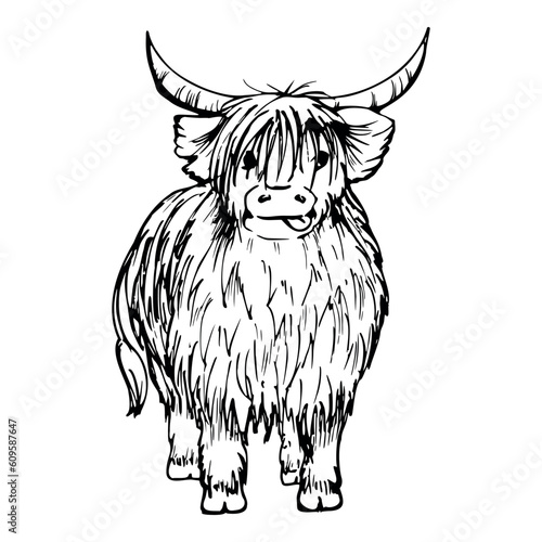 Ink hand drawn sketch of isolated object. Vector black silhouette of domestic animal scottish hairy coo cow livestock with horns. Design tourism, travel, brochure, fabric, guide, print, card, tattoo. photo