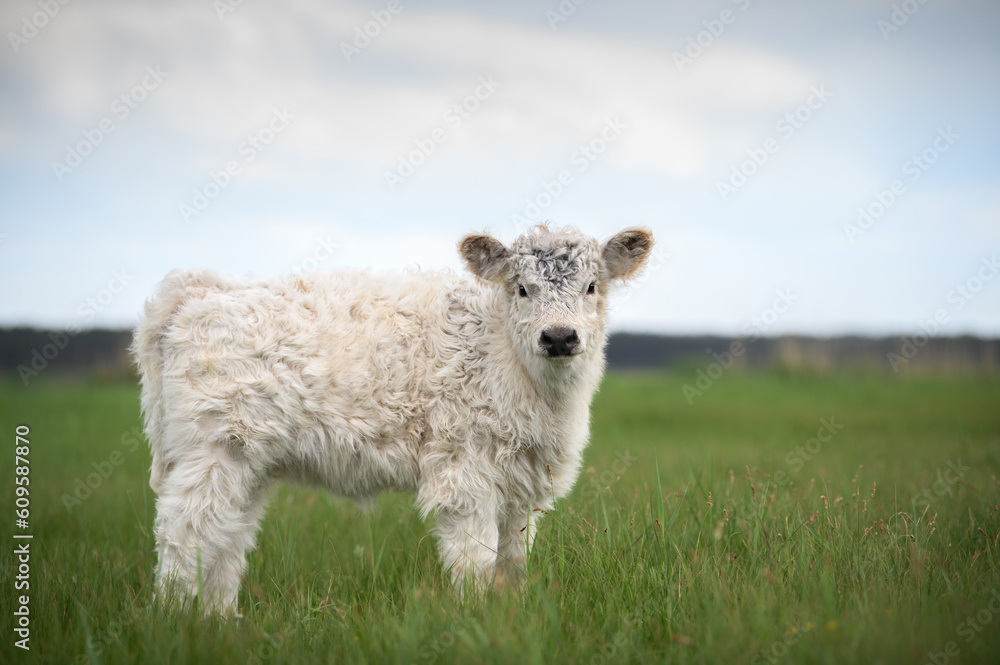 Obraz premium white galloway cattle calf standing on a pasture