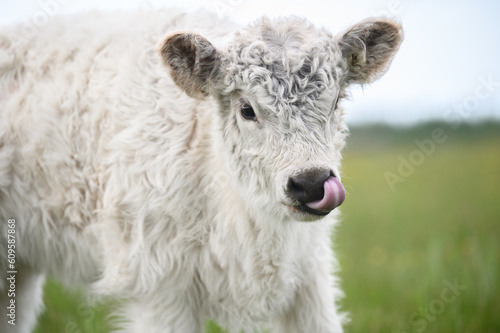 cute galloway cow calf portrait on a pasture