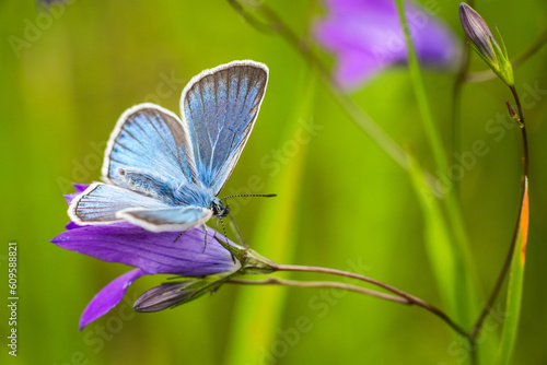 butterfly lycaenidae on a meadow flower in summer photo