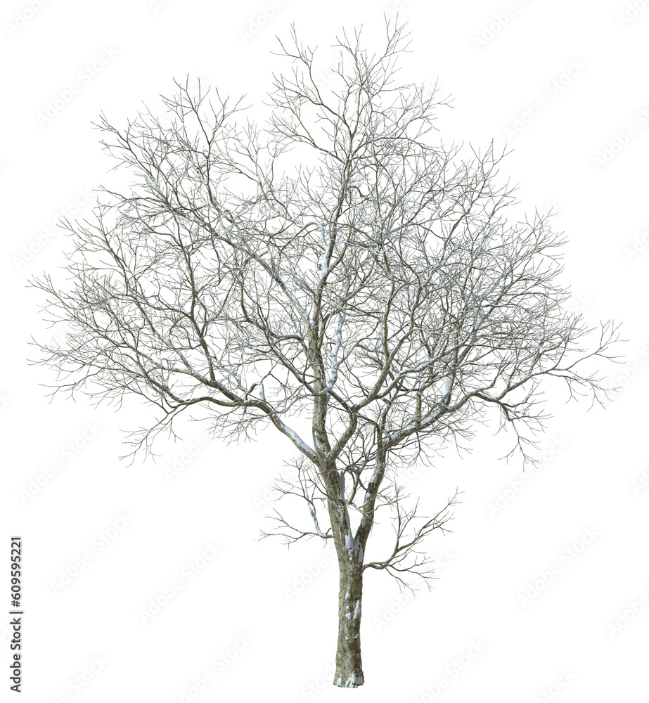Dryed jungle trees with snowy coldness coverd cutout 3d rendering png Dryed jungle trees with snowy coldness coverd cutout 3d rendering png