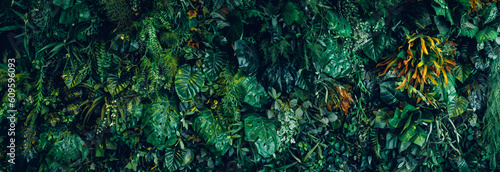 Close up group of background tropical green leaves texture and abstract background. Tropical leaf nature concept.