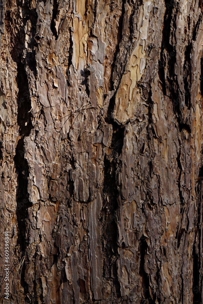 Obraz premium longevity pine bark background