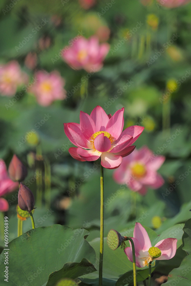 Pink lotus flowers bloom in summer in Tra Ly, Duy Xuyen, Quang Nam (Vietnam) Pink lotus flowers bloom in summer in Tra Ly, Duy Xuyen, Quang Nam (Vietnam)