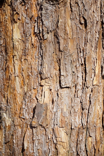 longevity pine bark background