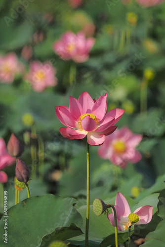 Pink lotus flowers bloom in summer in Tra Ly  Duy Xuyen  Quang Nam  Vietnam 