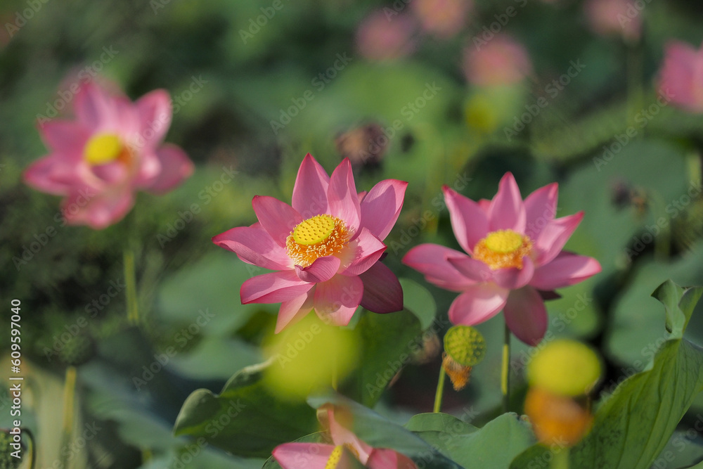 Pink lotus flowers bloom in summer in Tra Ly, Duy Xuyen, Quang Nam (Vietnam)