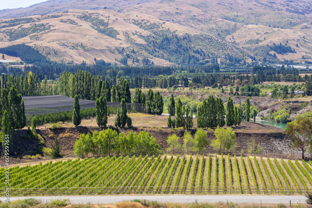 Cromwell's picturesque vineyards and stunning landscape.