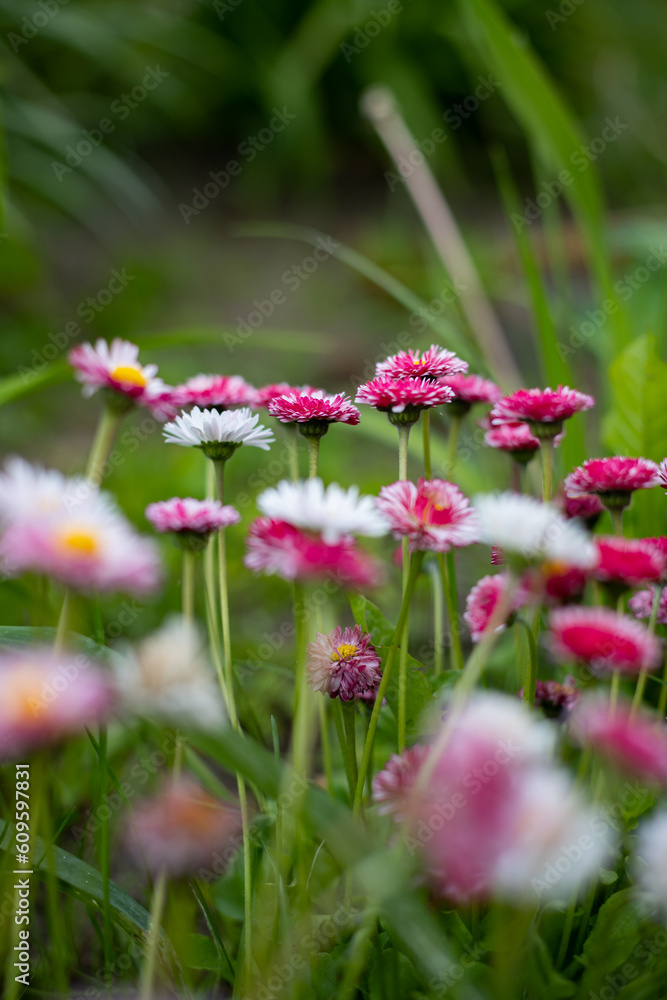 field of red clover flowers in a green meadow on a warm summer day. field of red clover flowers in a green meadow on a warm summer day.