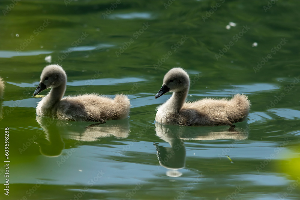 Fototapeta premium Swan