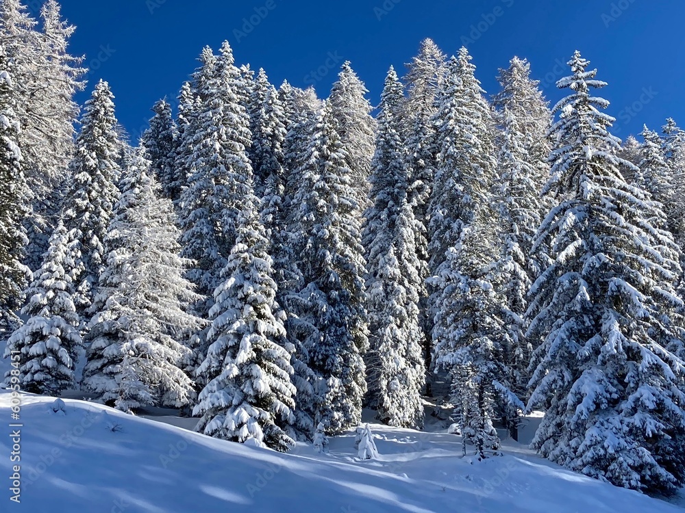 Fototapeta premium Winter 1