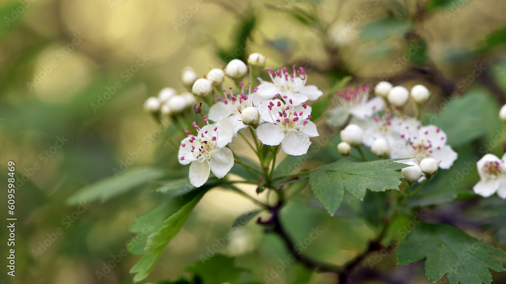 Small flowers. On which a bee sits, collects nectar, White flowers. flowering tree in the forest. wild bush in white flowers. spring season. natural background. close-up, selective soft focus.