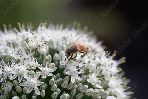Nature's dance: Bee finds solace on chive blossom