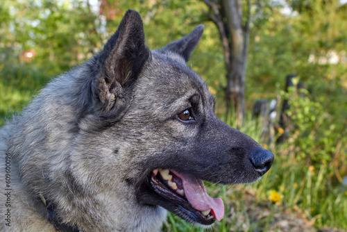 Portrait of a gray Norwegian elk husky in nature.
