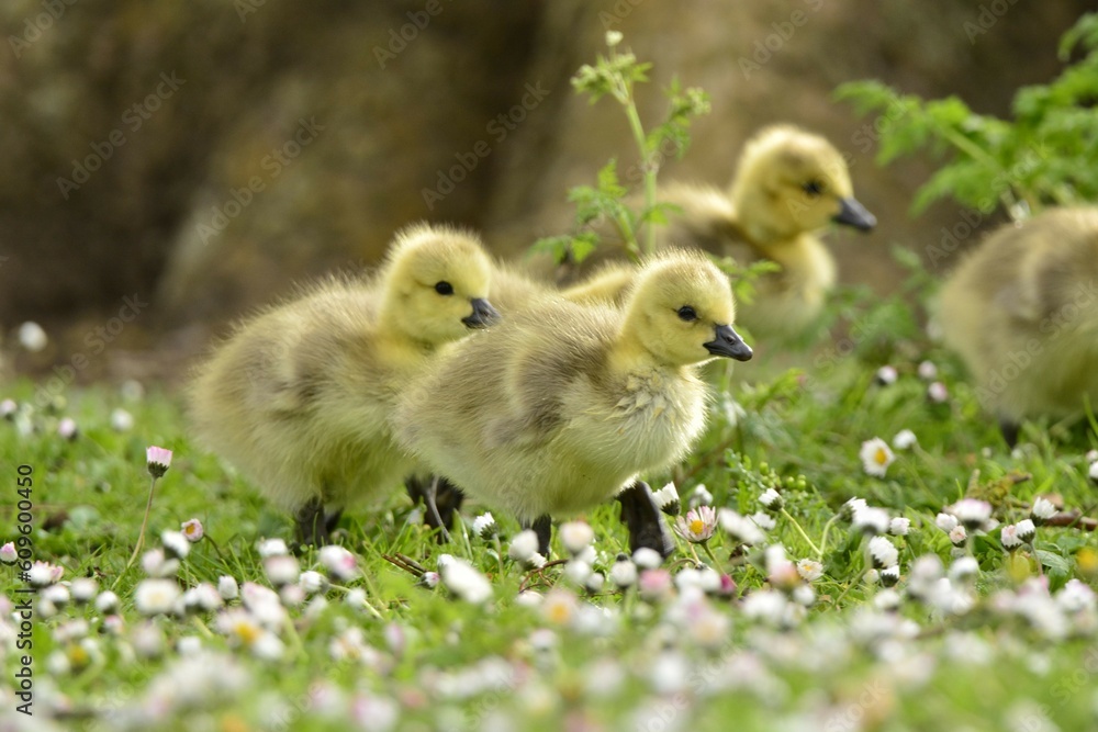 cute cute