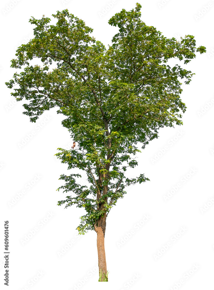 Obraz premium transparent PNG tree removed original background