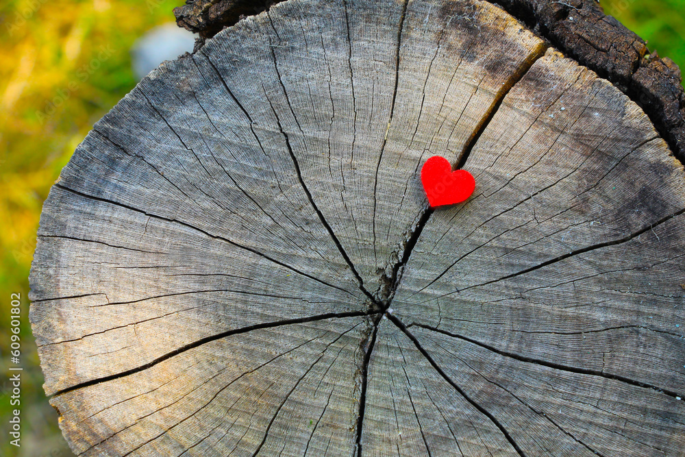 Obraz premium Małe czerwone serce na ściętej gałęzi drzewa