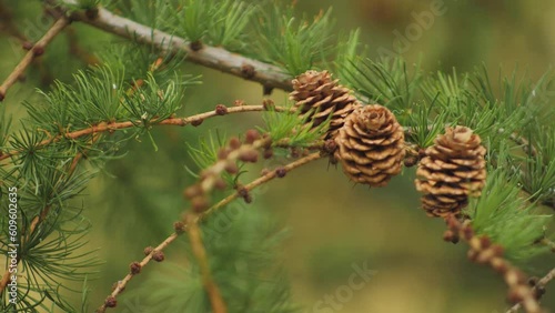 Larch branches with needles and cones move in the wind. photo