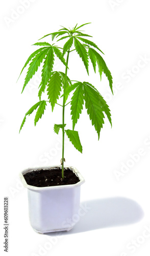 Cannabis plant in a pot on a white background. Young plant isolated.