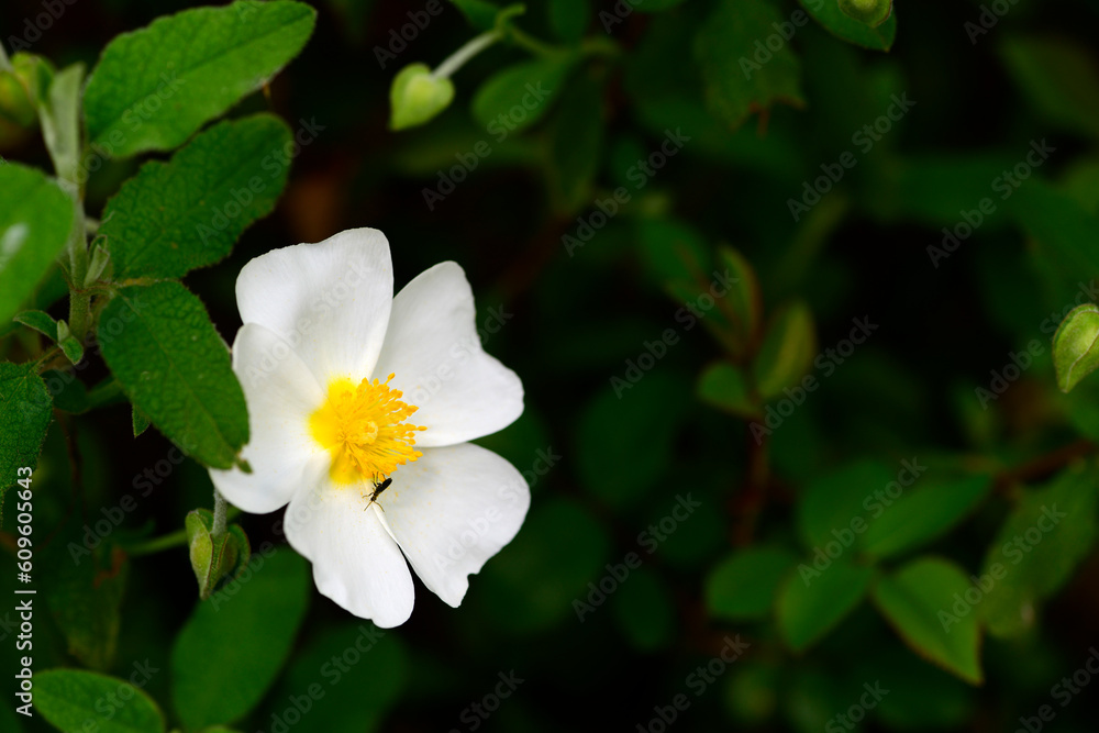 Sage-leaved rock-rose // Salbeiblättrige Zistrose (Cistus salviifolius) - Pinios-Delta, Greece