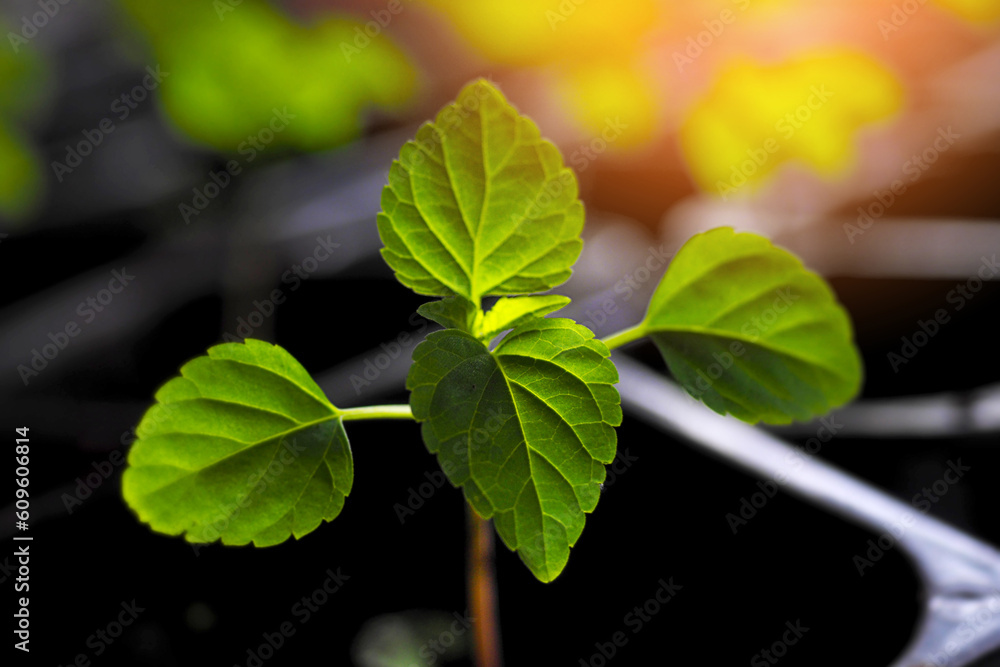 Tomato sprout in sun. Indoor seedlings in pots with soil. Preparation for planting plants in garden. Background.