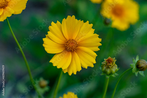 Close up photo of yellow flower: Lance-leaved coreopsis