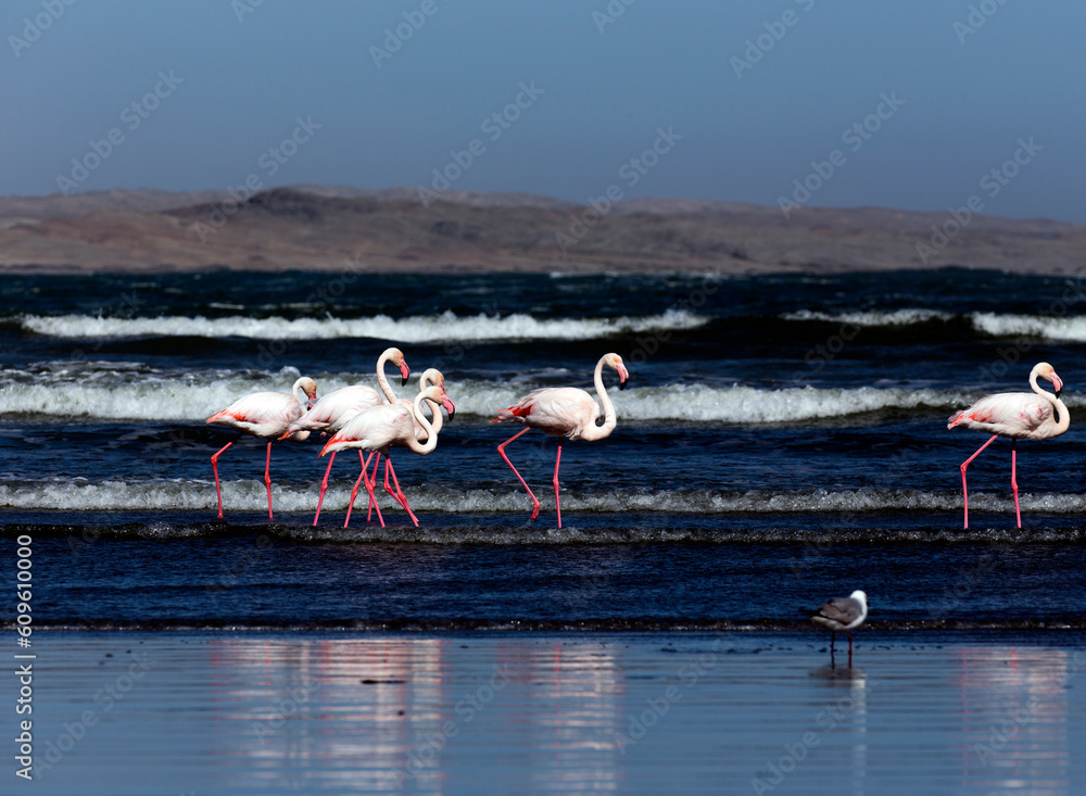 Naklejka premium View of group of red flamingo