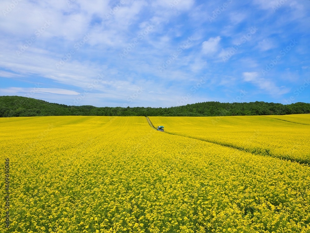 安平町の菜の花畑13 安平町の菜の花畑13