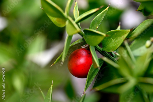Fotografie butcher's-broom // Stechender Mäusedorn (Ruscus aculeatus)