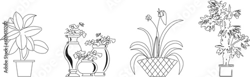 Vector sketch illustration of ornamental tree plants in pots to decorate the room