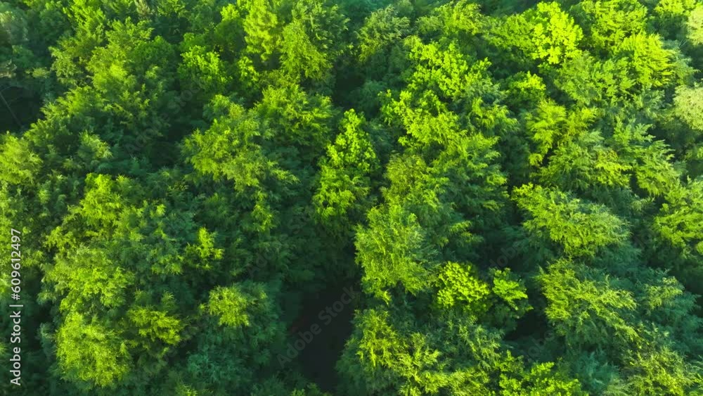 Top view of the trees on a spring evening. View of the forest from the drone. The concept of nature waking up after winter. Aerial view of the forest, trees. Top view of the trees on a spring evening. View of the forest from the drone. The concept of nature waking up after winter. Aerial view of the forest, trees.