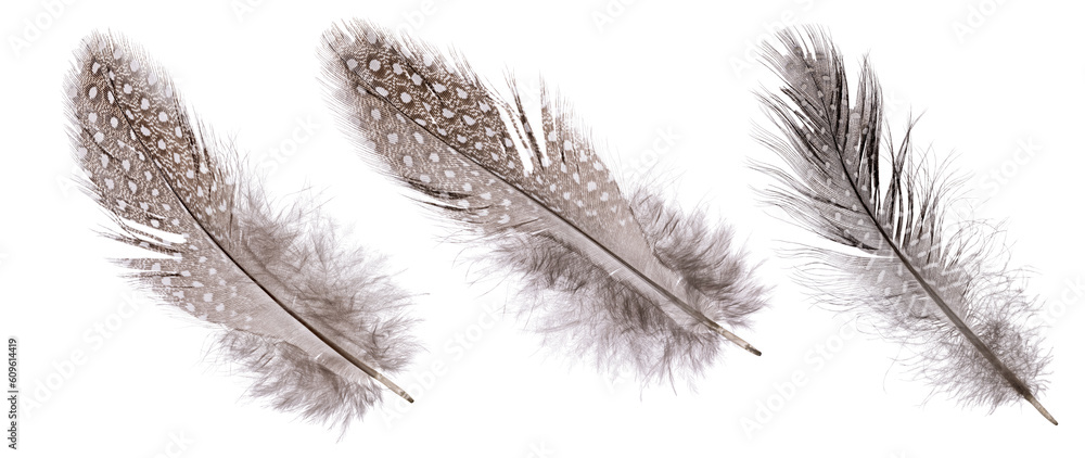 Obraz premium three luffy and spotted feathers on white